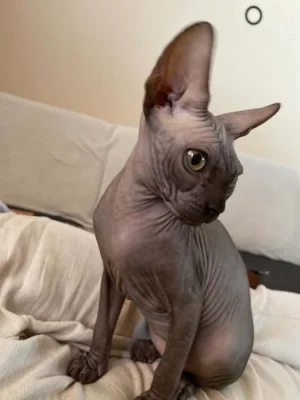 SPHYNX kotě bez PP