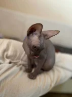 SPHYNX kotě bez PP
