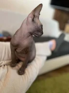 SPHYNX kotě bez PP