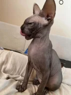 SPHYNX kotě bez PP