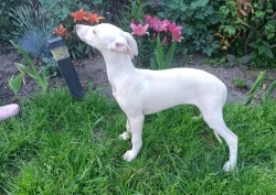 Whippet /Vipet/ - pejsek bez pp