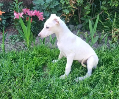 Whippet /Vipet/ - pejsek bez pp
