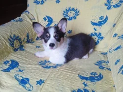 Welsh Corgi - fenečka