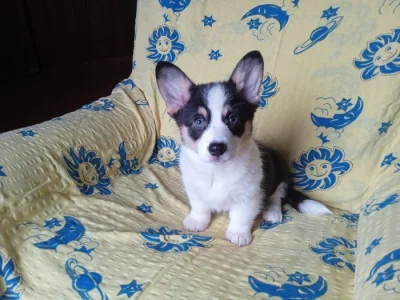 Welsh Corgi - fenečka