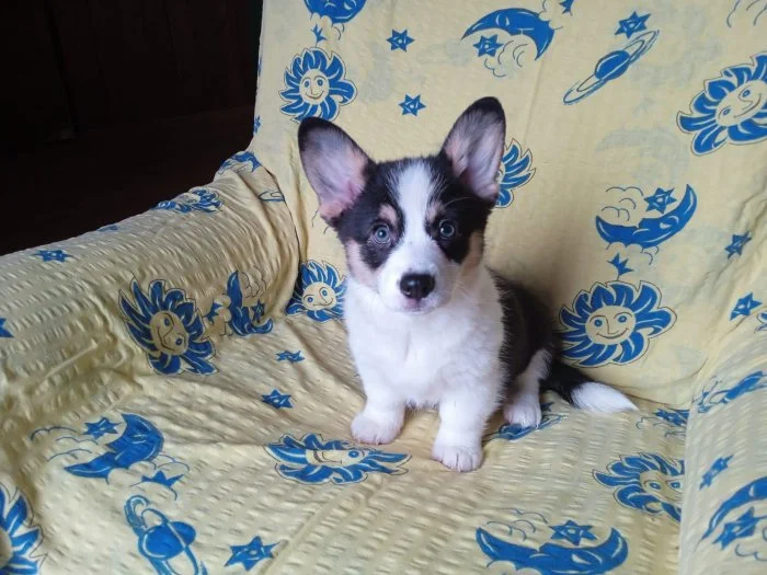 Welsh Corgi - fenečka