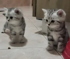 Britská koťátka WHISKAS