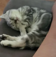 Britská koťátka WHISKAS