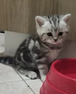 Britská koťátka WHISKAS