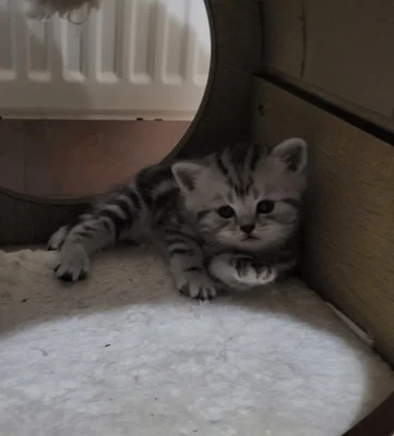 Britská koťátka WHISKAS