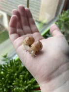 Archachatina marginata ovum Nigeria acromelanic🐌