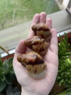 Archachatina marginata ovum Nigeria acromelanic🐌