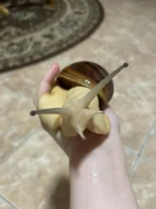 Archachatina marginata ovum Nigeria acromelanic🐌