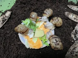 Archachatina marginata ovum Nigeria acromelanic🐌
