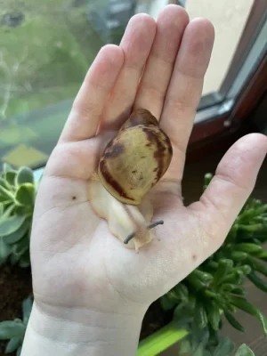 Archachatina marginata ovum Nigeria acromelanic🐌