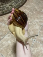 Archachatina marginata ovum Nigeria acromelanic🐌
