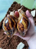 Archachatina marginata ovum Nigeria acromelanic🐌
