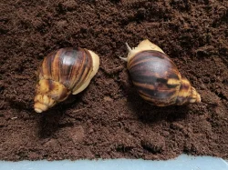 Archachatina marginata ovum Nigeria acromelanic🐌