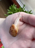 Archachatina marginata ovum Nigeria acromelanic🐌