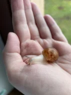 Archachatina marginata ovum Nigeria acromelanic🐌