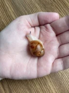 Archachatina marginata ovum Nigeria acromelanic🐌