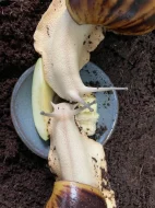 Archachatina marginata ovum Nigeria acromelanic🐌