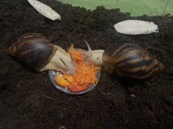 Archachatina marginata ovum Nigeria acromelanic🐌