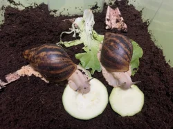Archachatina marginata ovum Nigeria acromelanic🐌