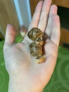 Archachatina marginata ovum Nigeria acromelanic🐌
