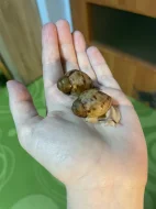 Archachatina marginata ovum Nigeria acromelanic🐌