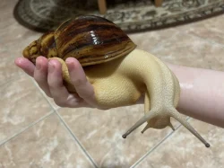 Archachatina marginata ovum Nigeria acromelanic🐌