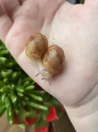 Archachatina marginata ovum Nigeria acromelanic🐌