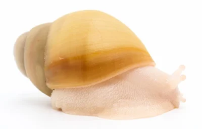 Archachatina marginata ovum full albino