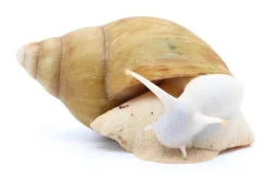 Archachatina marginata ovum full albino