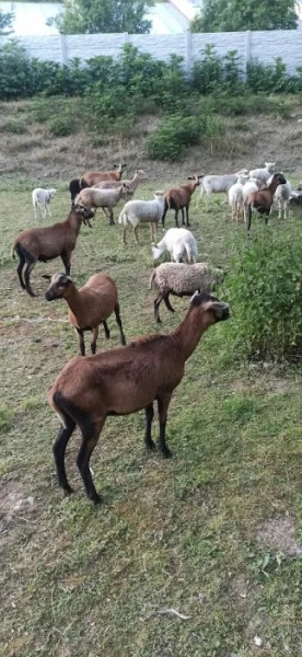 Ovce kamerunské a ouessantské