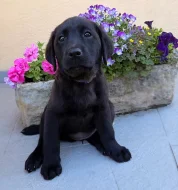 IHNED K ODBĚRU Labradorský Retriever s PP