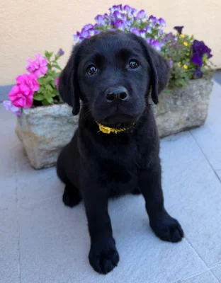IHNED K ODBĚRU Labradorský Retriever s PP