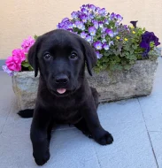 IHNED K ODBĚRU Labradorský Retriever s PP