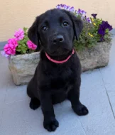 IHNED K ODBĚRU Labradorský Retriever s PP