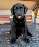 IHNED K ODBĚRU Labradorský Retriever s PP