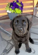 IHNED K ODBĚRU Labradorský Retriever s PP