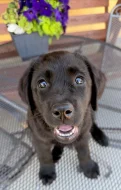 IHNED K ODBĚRU Labradorský Retriever s PP