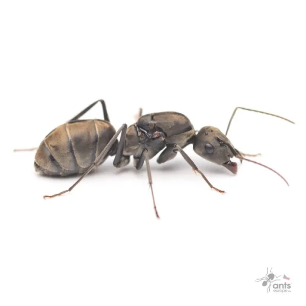 Mravenec Camponotus parius