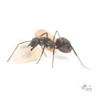 Mravenec Camponotus parius