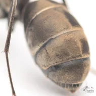 Mravenec Camponotus parius