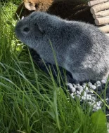 US Teddy