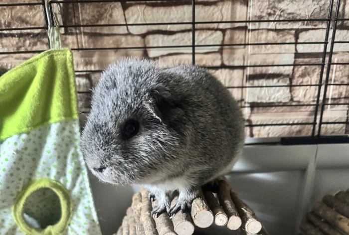 US Teddy