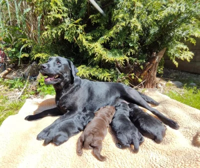 Labradorský retriever