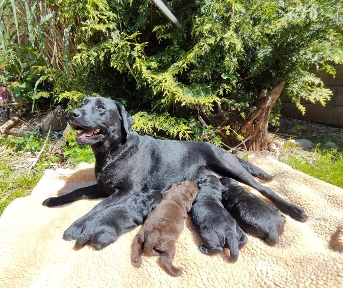 Labradorský retriever