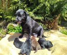 Labradorský retriever