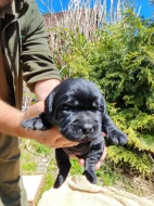 Labradorský retriever